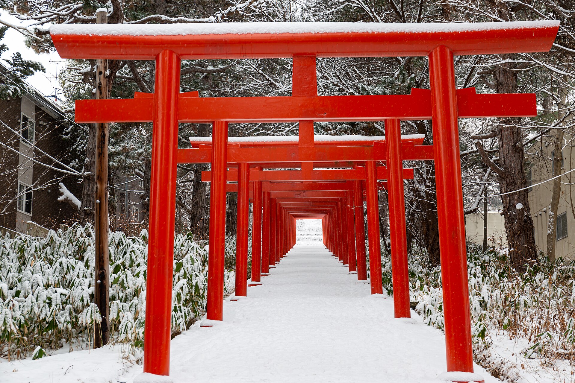 冬日雪后的札幌伏见稻荷神社参道，朱红色鸟居一座接一座排成一段短隧道，两旁灌木与枝头覆雪，右侧是安静的住宅。