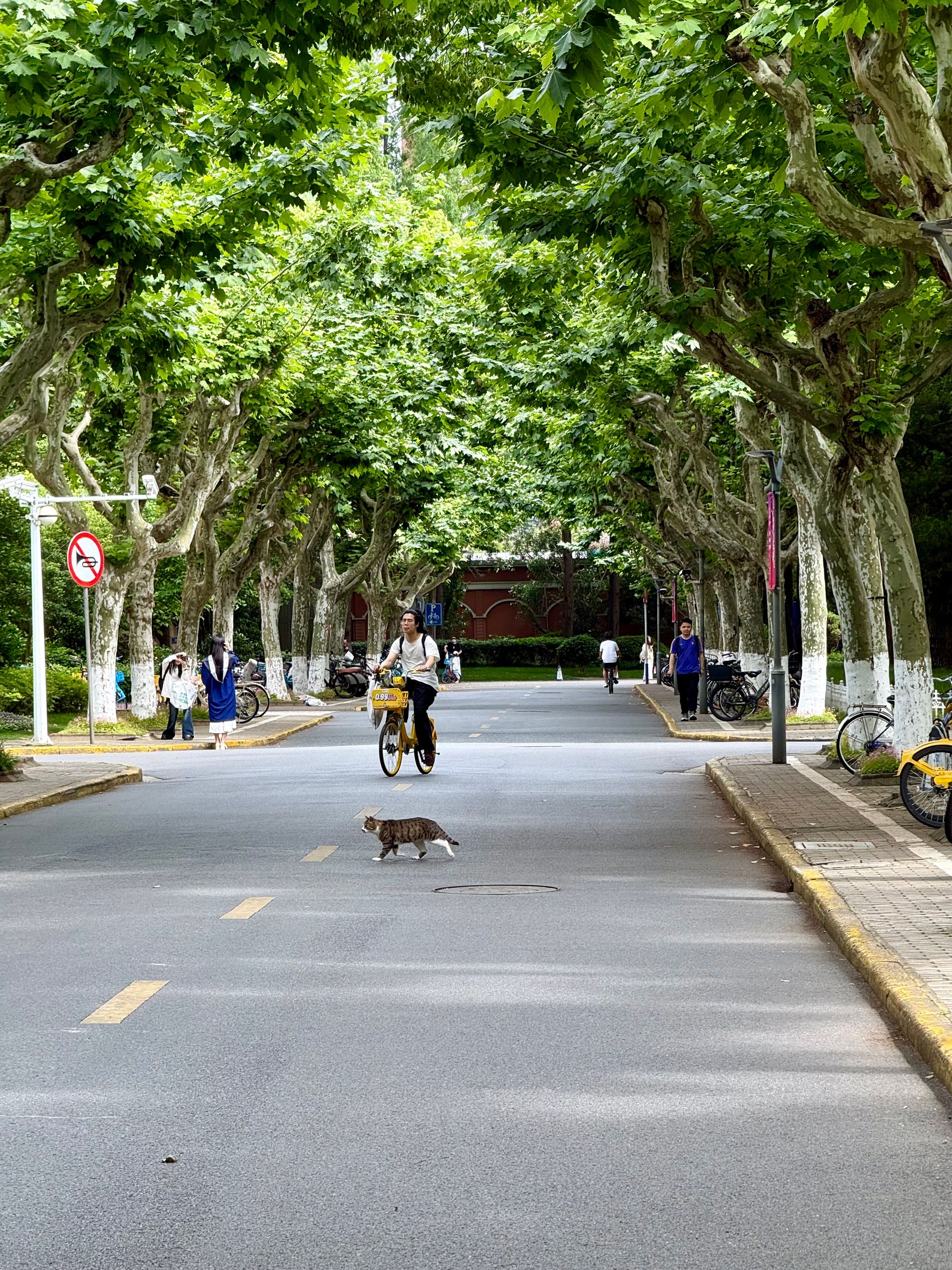 Peaceful street scene with cyclists and a cat crossing under lush green trees in Shanghai.