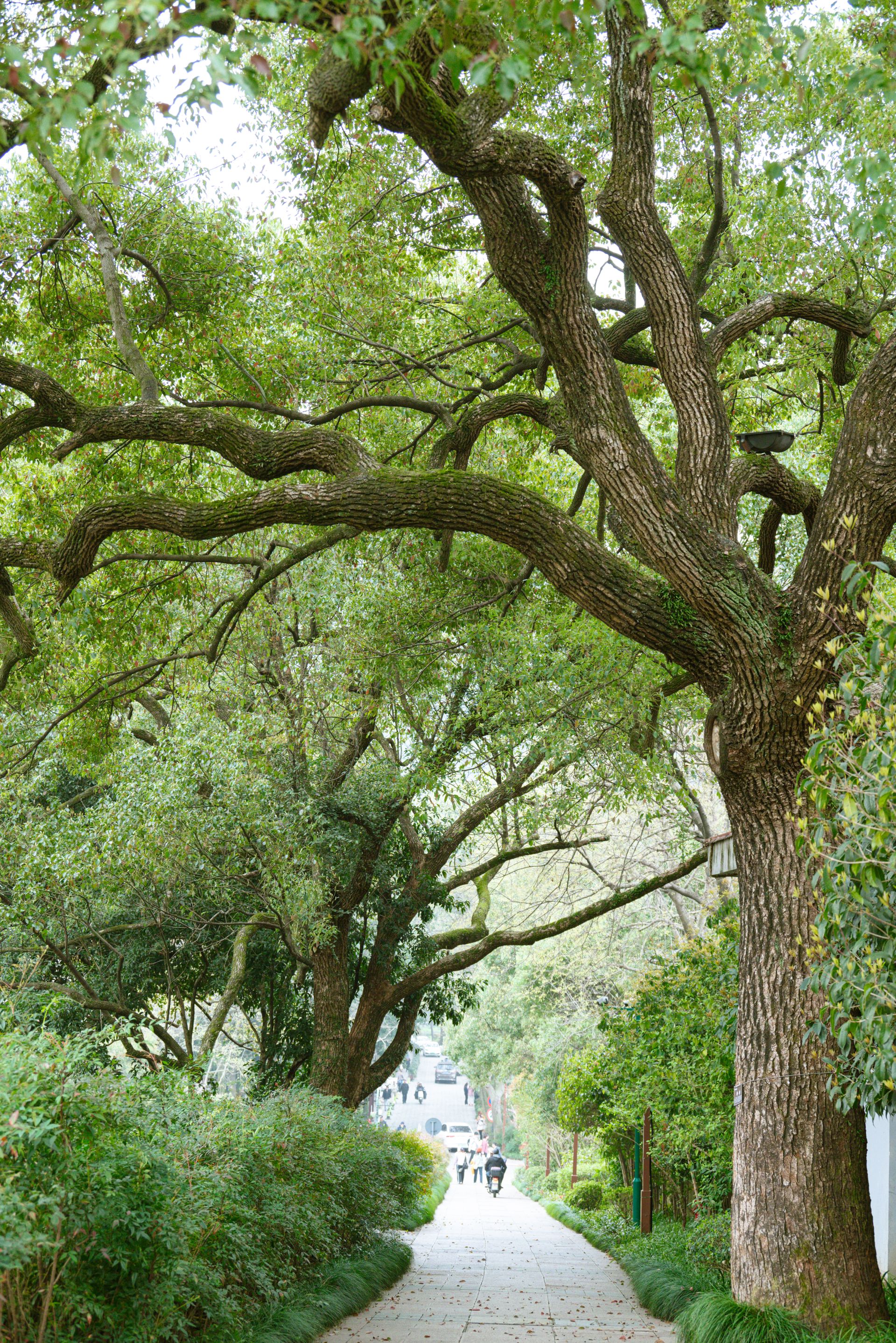 Captivating scene of large oak trees arching over a peaceful walkway in a lush setting.