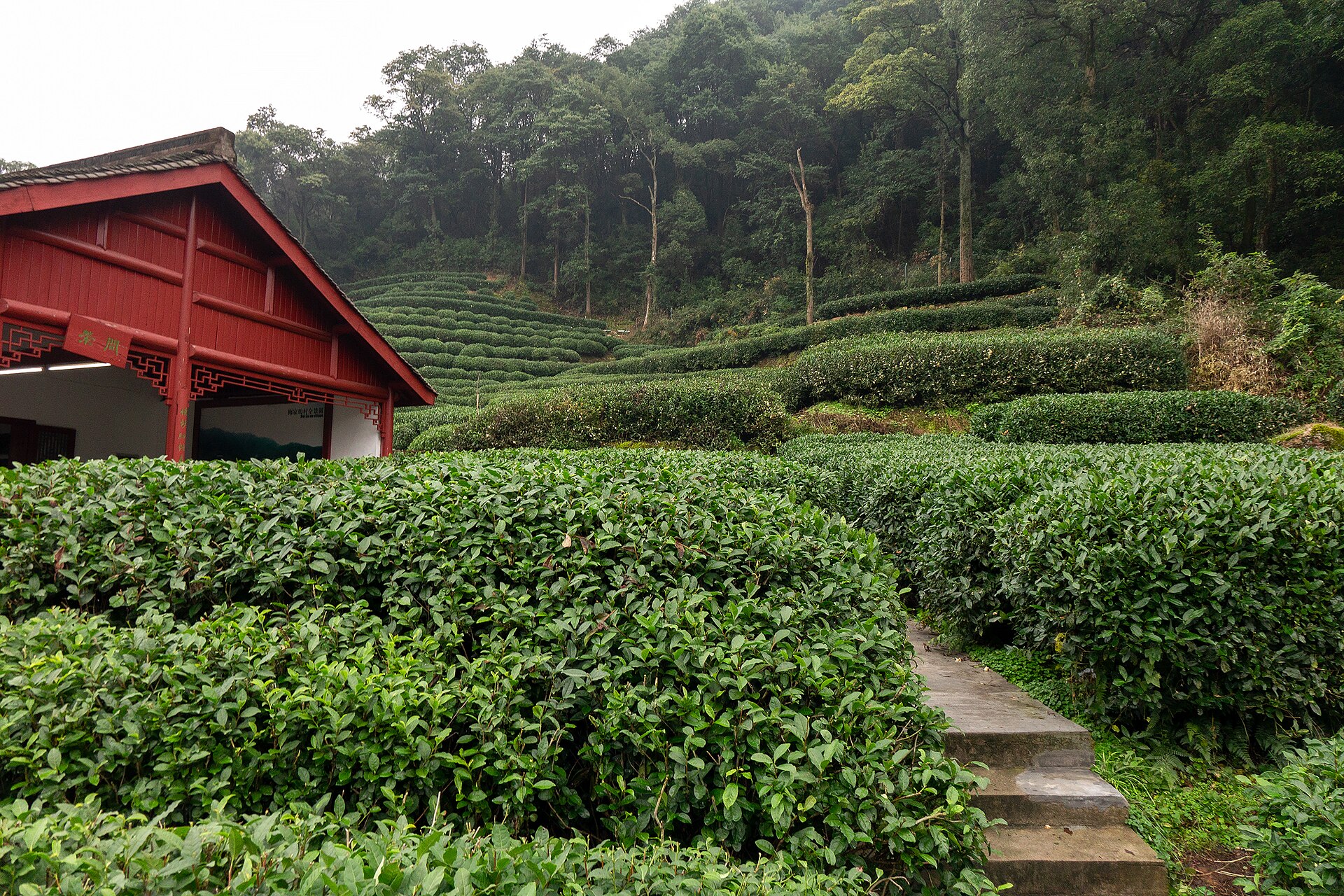 梅家坞山谷里沿坡铺开的茶园