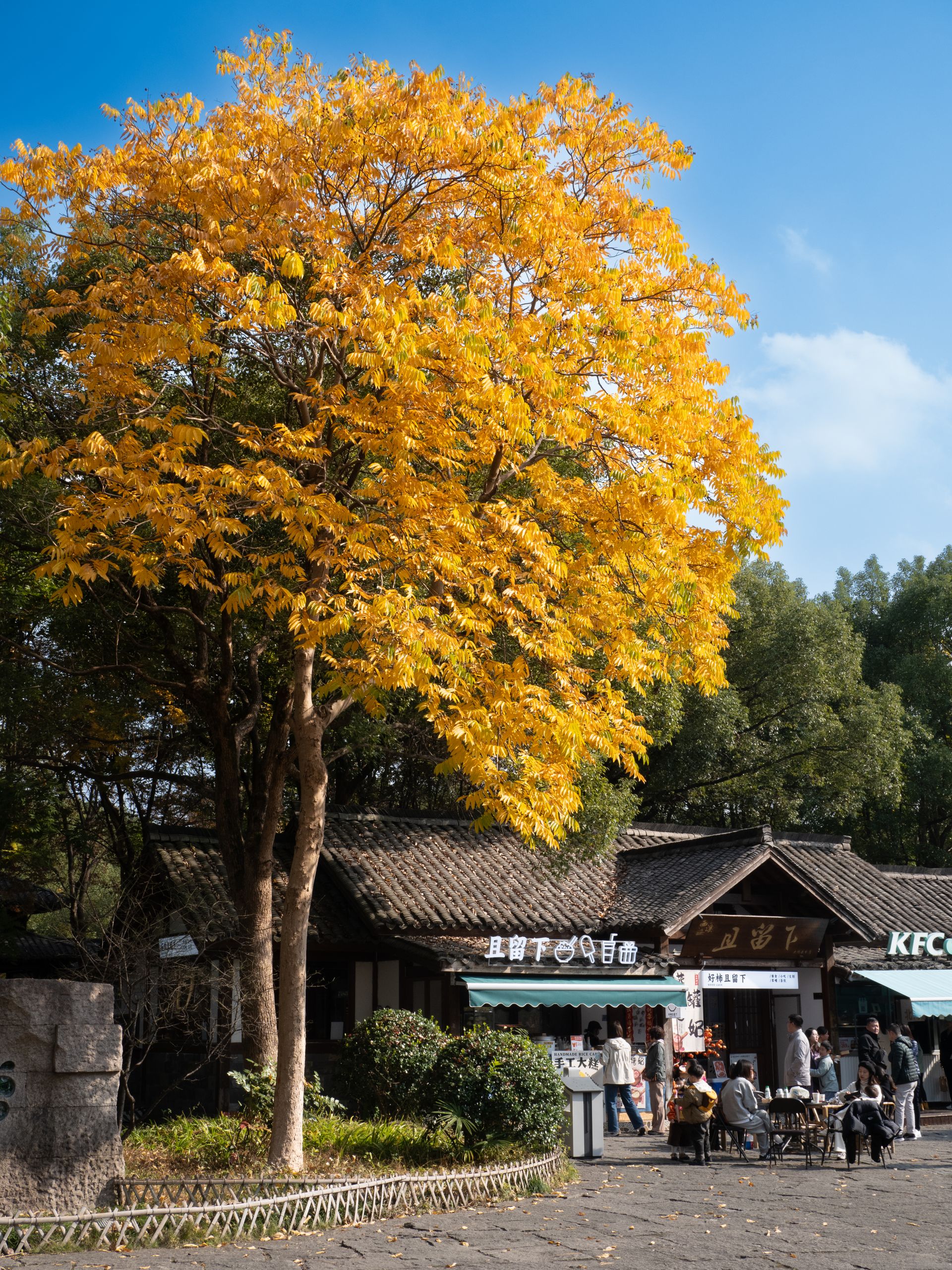 A vibrant autumn tree next to a KFC in Hangzhou, China, capturing the essence of fall.