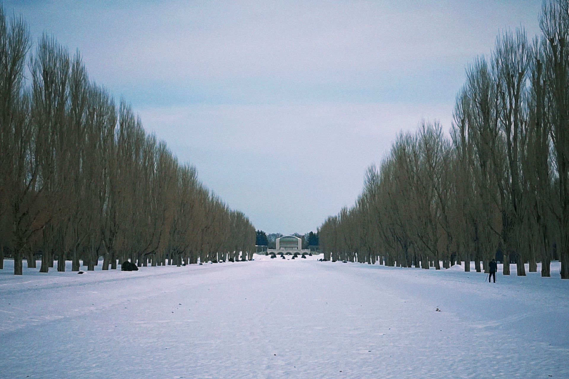 Winter scene of a snow-covered path lined with trees in Sapporo, Japan.