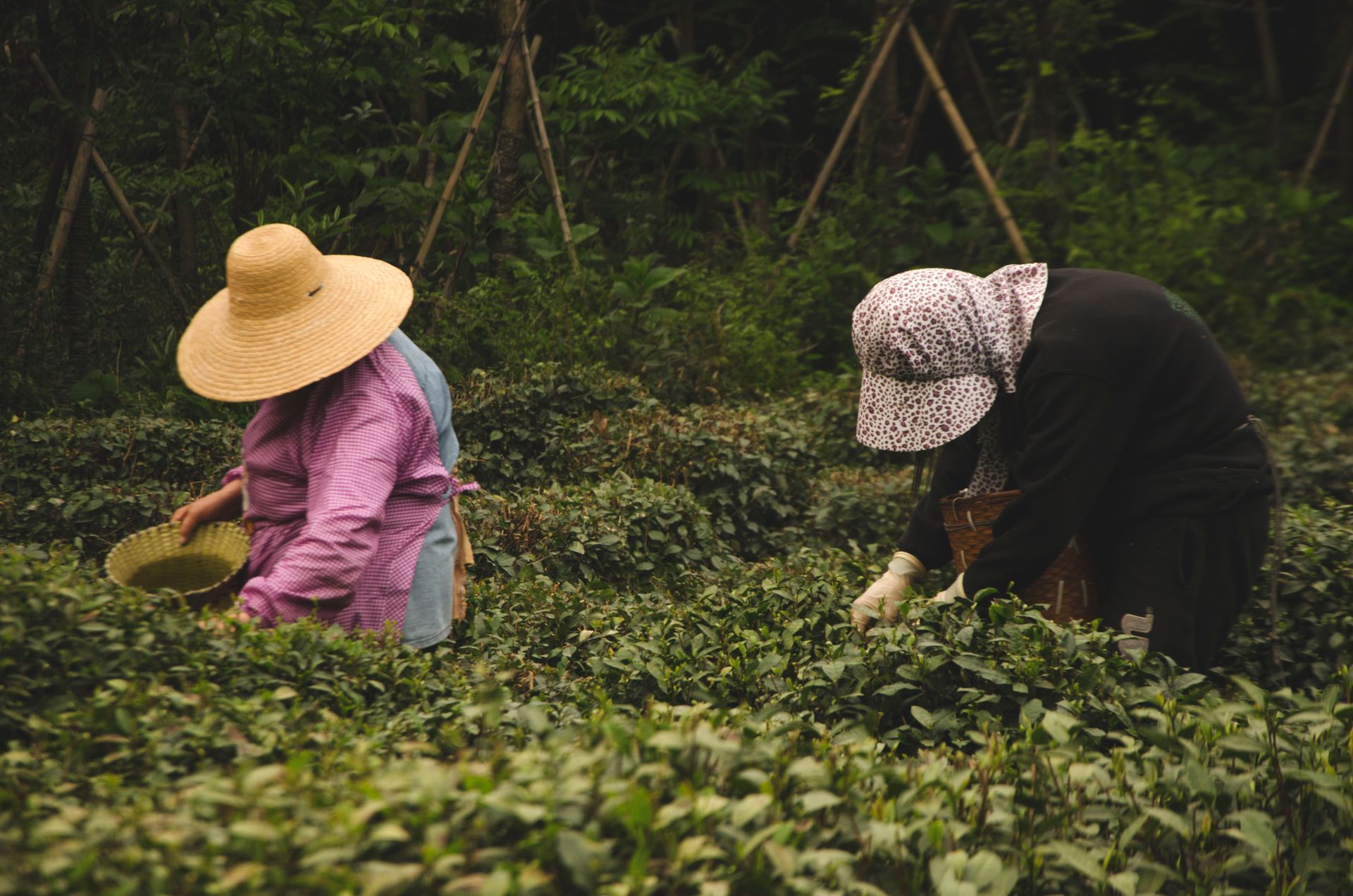 Two women picking tea leaves in a lush plantation in Hangzhou, China.