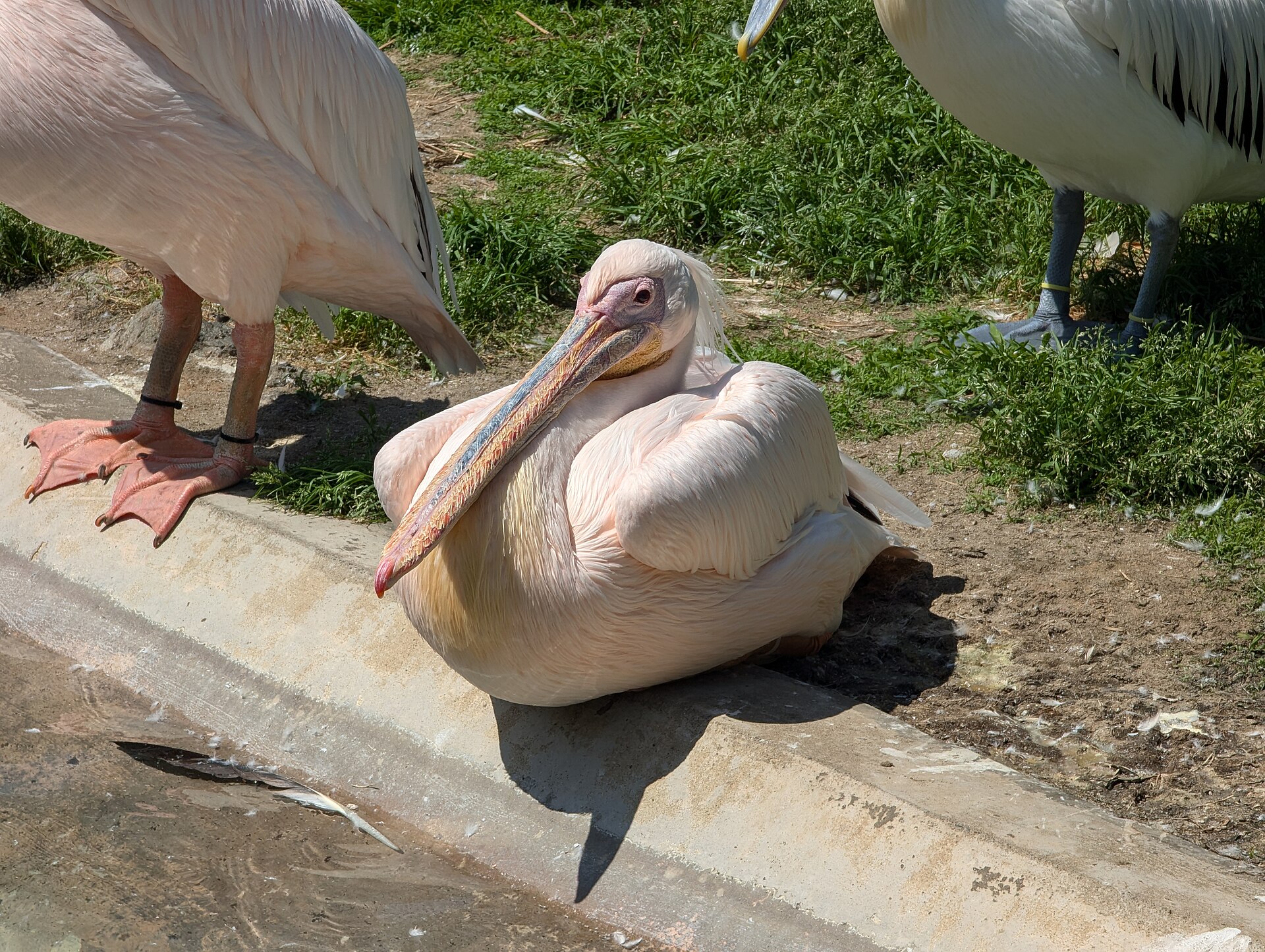 Animals at Kamogawa Sea World <img alt="Edit this at Structured Data on Commons" src="https:
