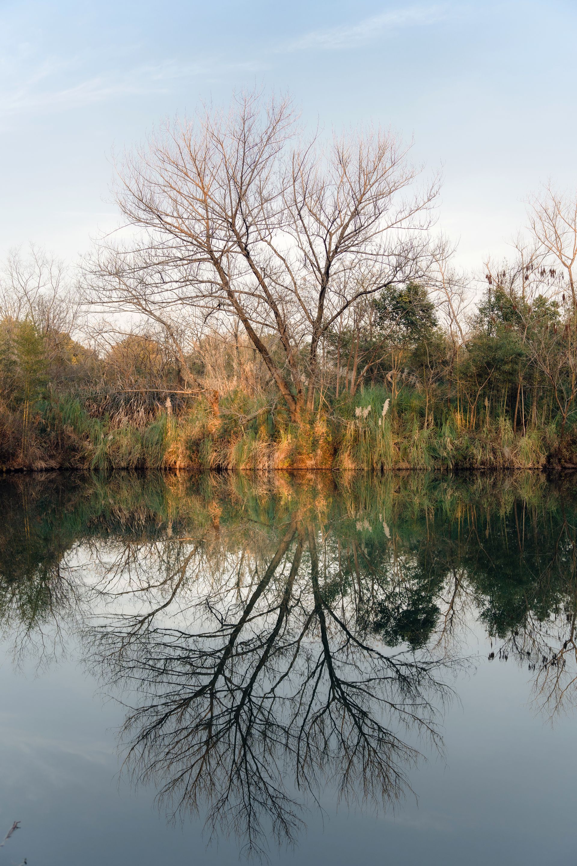 Autumn trees reflecting on a calm pond in a tranquil wetland setting.