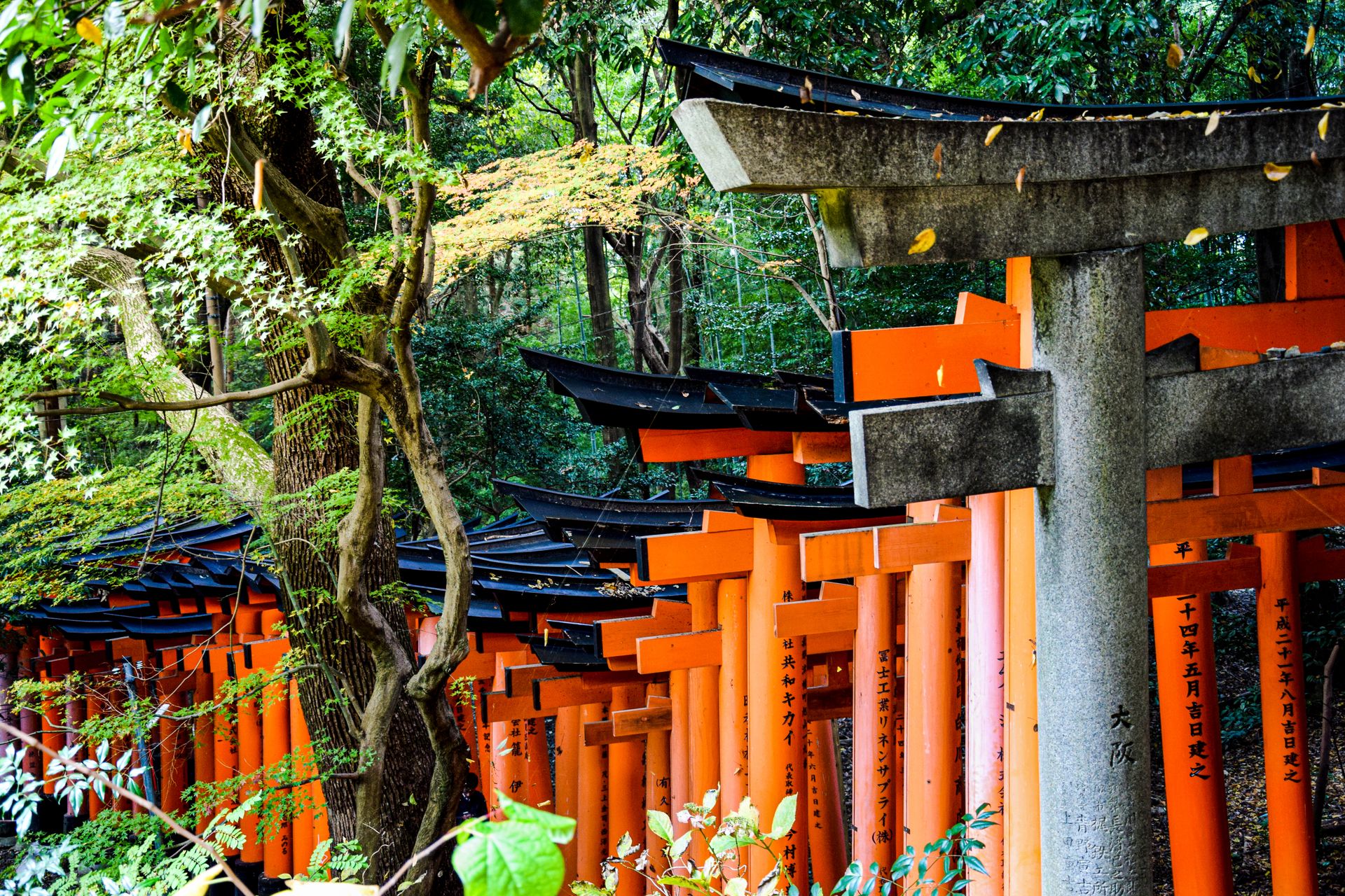 Captivating Torii gate path at Fushimi Inari Taisha, Kyoto, surrounded by lush greenery.