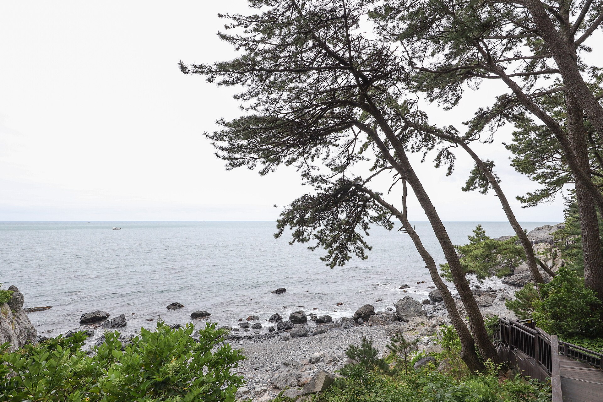 冬柏岛的松林与海岸步道
