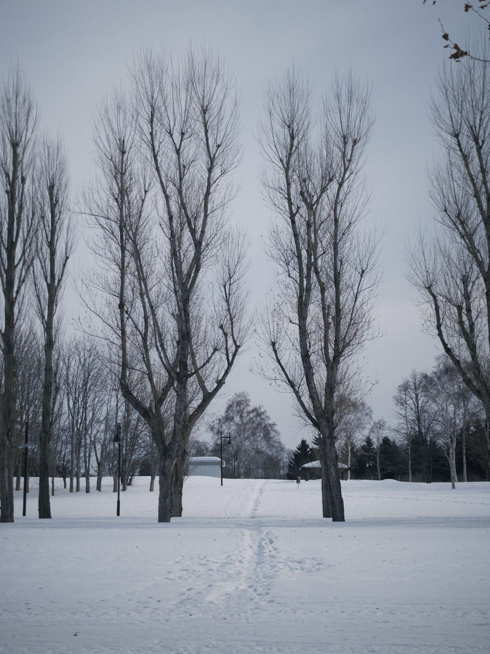 Serene winter landscape in Sapporo, Japan, with tall bare trees and snow-covered ground.