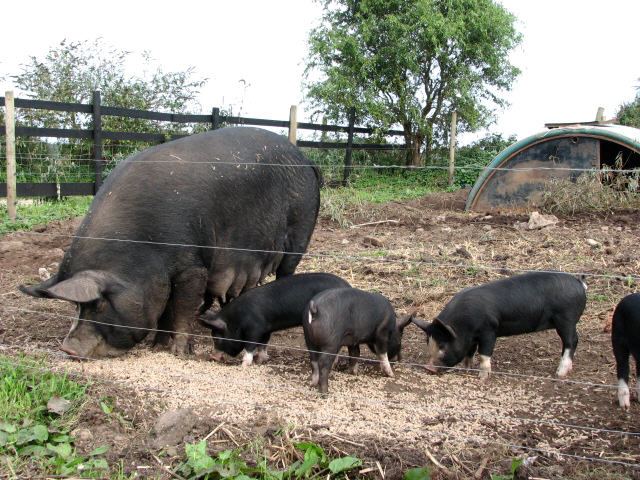 Berkshire pigs Sow and piglets. The Berkshire pig is the oldest breed of pig in Britain. It is believed that the breed originates from around Wantage in the Thames Valley and dates back to ca. 1790. According to the Rare Breeds Survival Trust there are just 359 breeding sows and 89 boars left in th