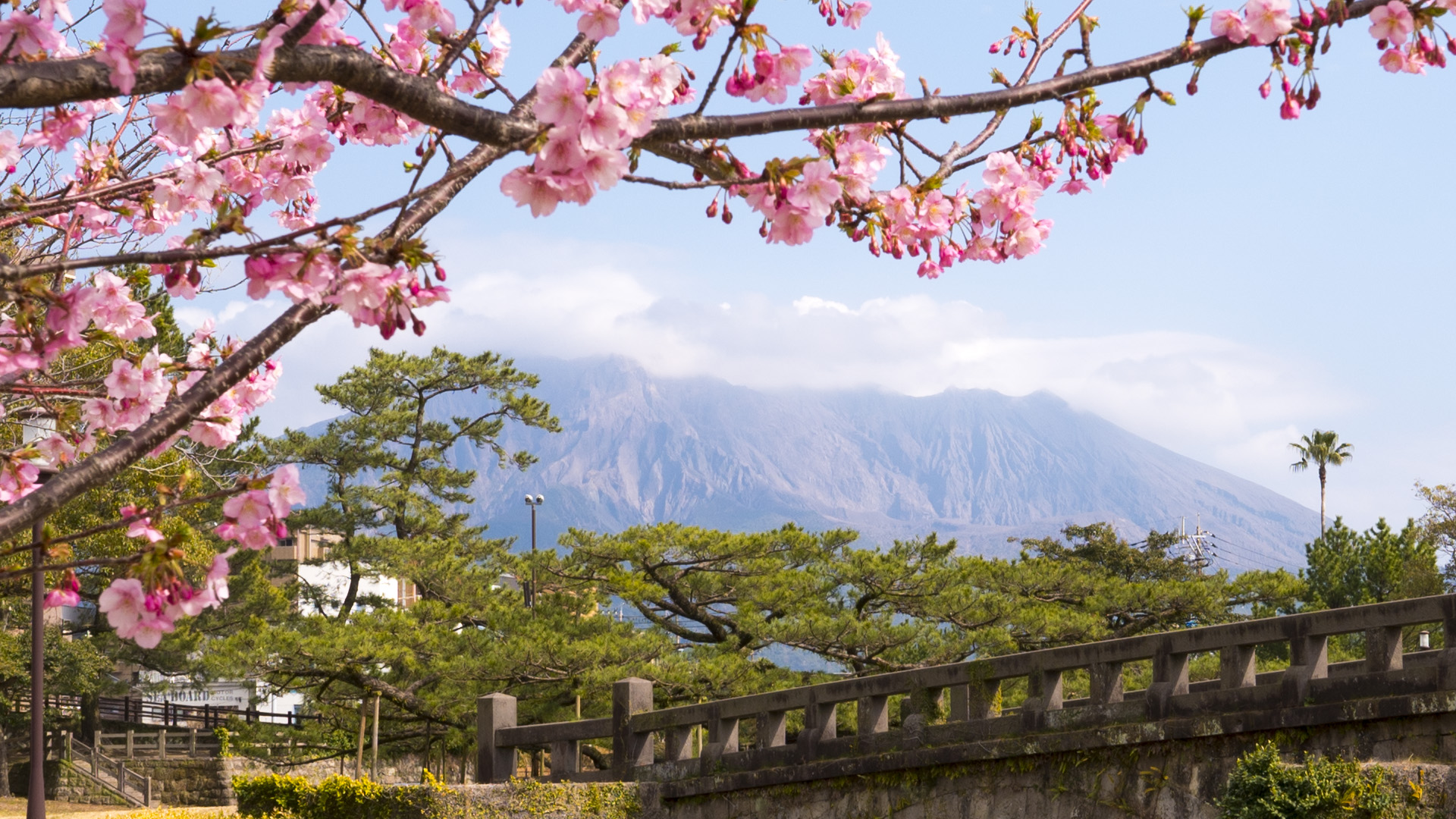 A kawazu-zakura tree blooming in the foreground, with Sakurajima behind.