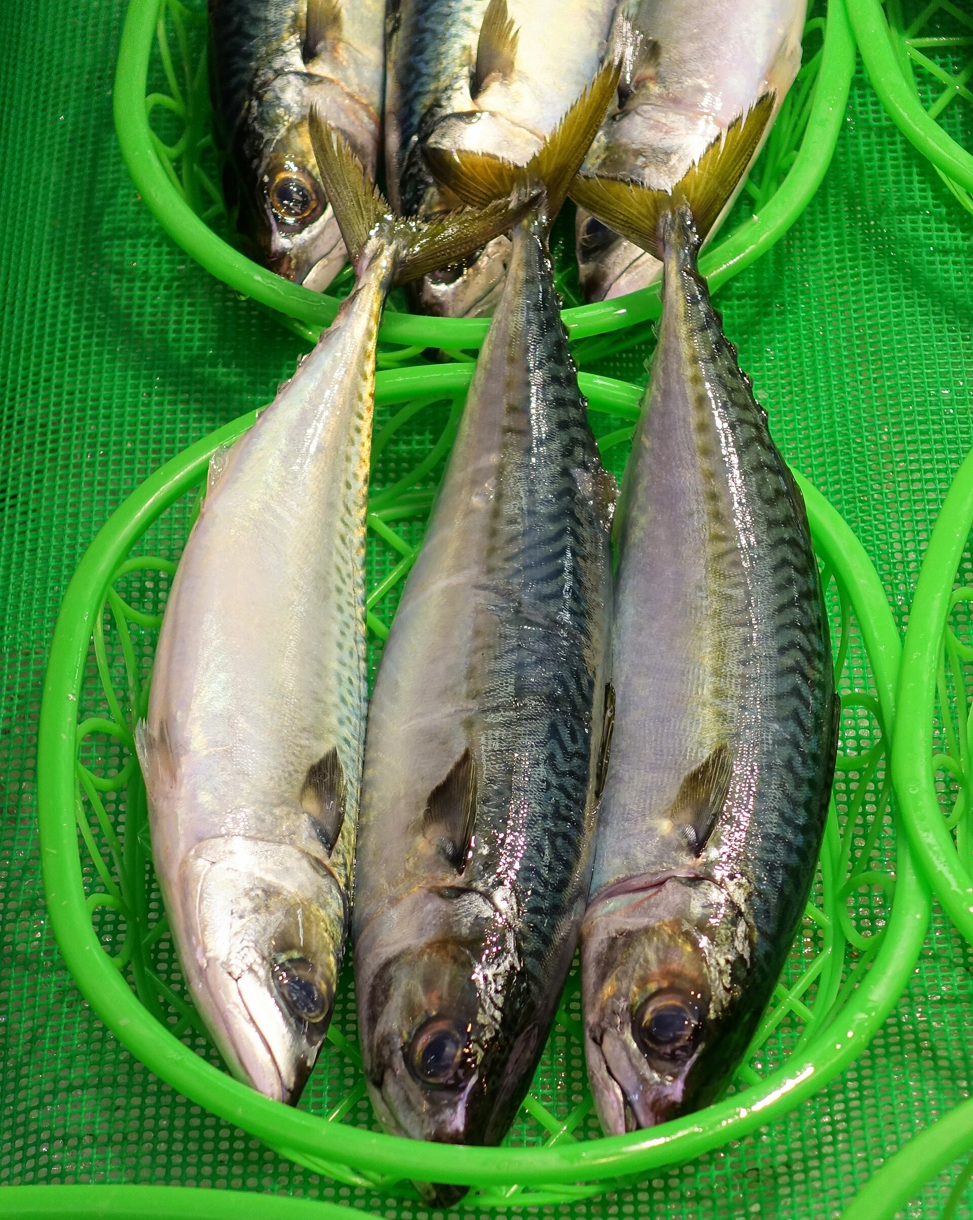 Fish - Omicho Ichiba - Kanazawa, Japan.