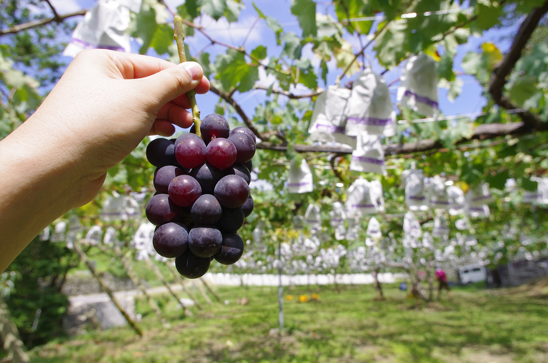 Grape picking in Okazaki, Aichi, Japan