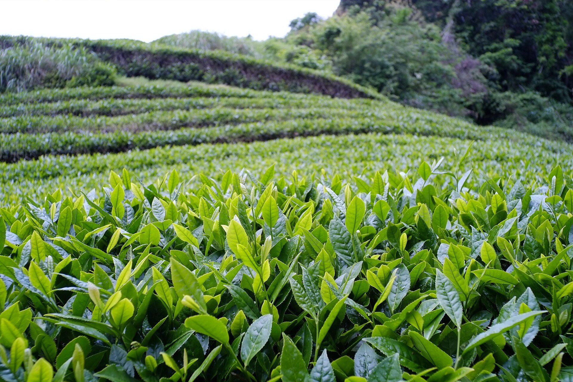 現在の丸子紅茶（べにふうき）の原木が最初に植えられた茶畑。 植えられてから10年ほどたちます。