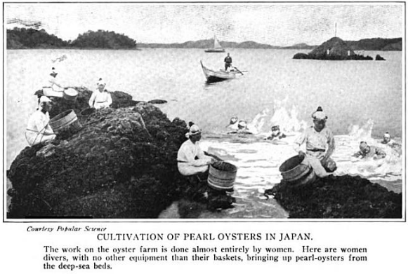 Cultivation of pearl oysters in Japan. The work on the oyster farm is done almost entirely by women. Here are women divers, with no other equipment than their baskets, bringing up pearl-oysters from the deep-sea beds.From Frank Coffee's 1920 book Forty Years On the Pacific