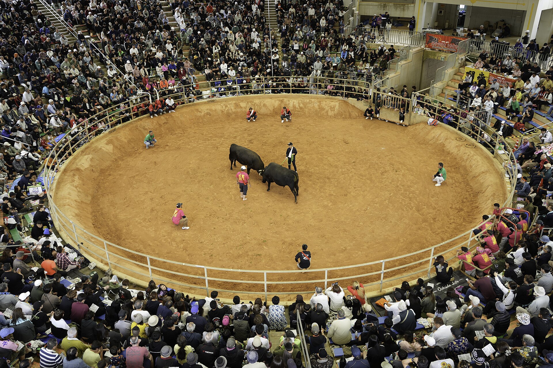 A bullfighting during the All Okinawa Bullfighting Tournament, at the Uruma City Ishikawa Multipurpose Dome, Uruma, Okinawa Prefecture, Japan
